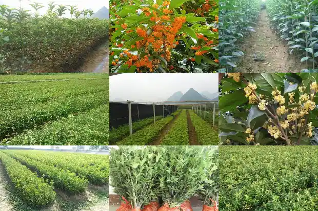 桂花桂花的功效与作用1689381399279