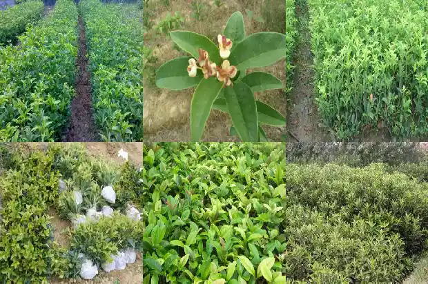 新种的桂花树多久浇一次水比较好呢1684835103443