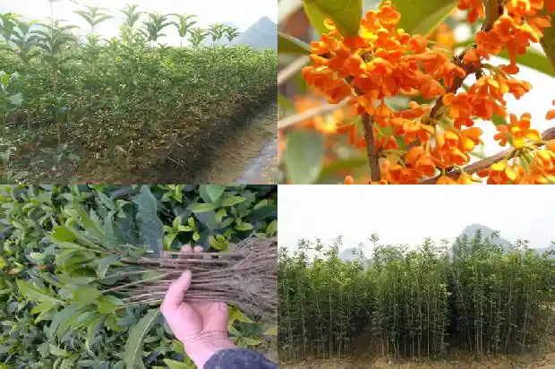 新种的桂花树多久浇一次水比较好呢1684835103491