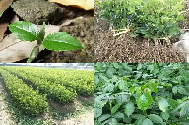 新种的桂花树多久浇一次水比较好活1684835115489