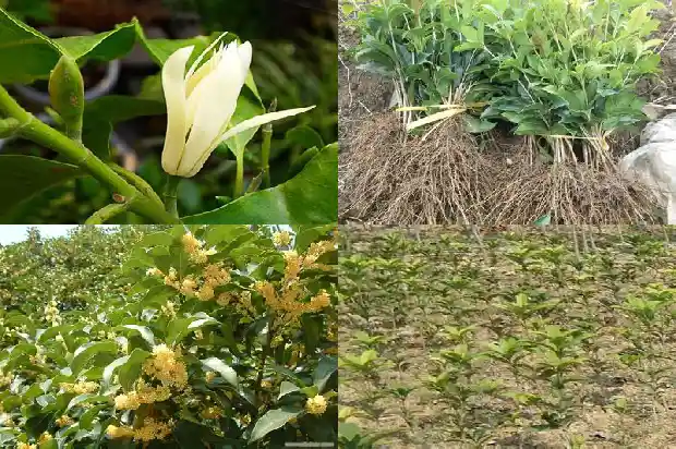 新种的桂花树多久浇一次水比较好活1684835115582