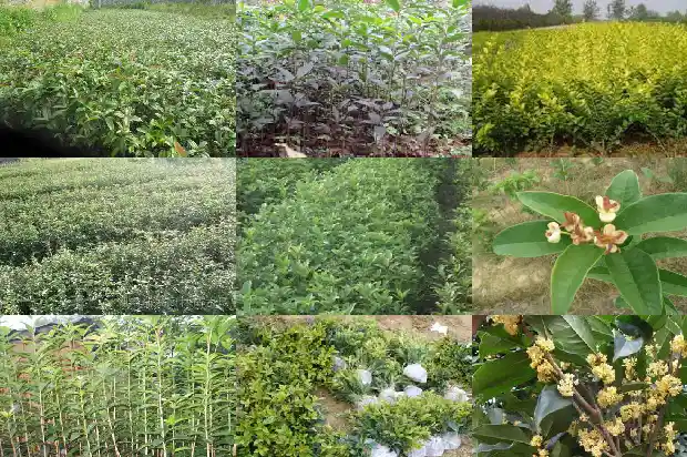 室内桂花树几天浇水一次好1684835125186