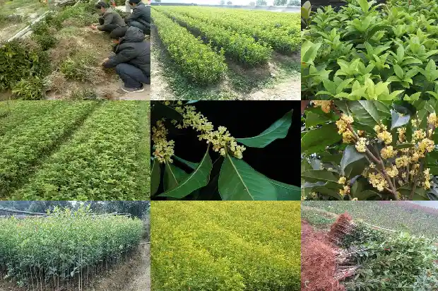 新栽的桂花树什么时候浇水合适1684835134704