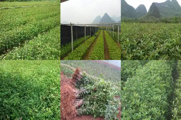 新栽的桂花树什么时候浇水合适1684835134752