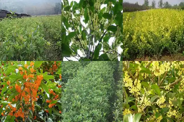 新栽的桂花树什么时候浇水合适1684835134799