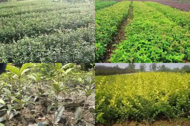 新栽的桂花树需要浇水吗1684835142326