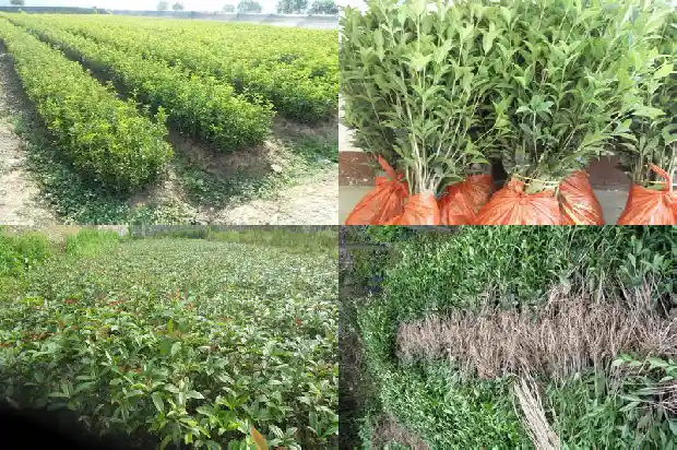 新栽的桂花树需要浇水吗1684835142374