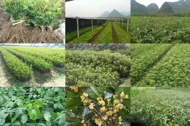 桂花树刚种下去几天浇水好1684835149767