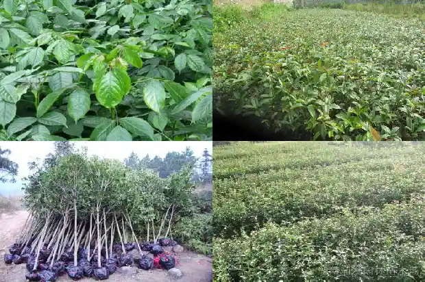 桂花树刚种下去几天浇水好1684835149815