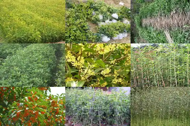 新栽的桂花树几天浇一次水1684835157126