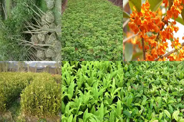 新栽的桂花树几天浇一次水1684835157174