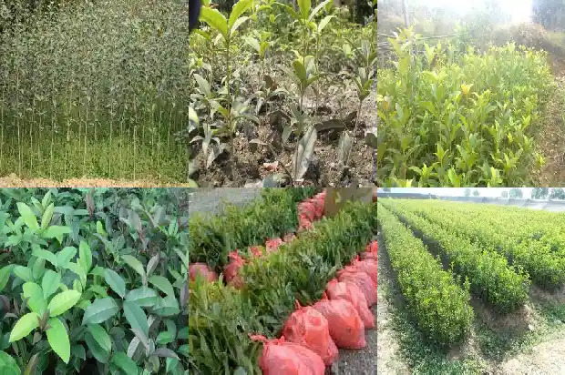 桂花树什么时候浇一次水比较好呢1684835164795