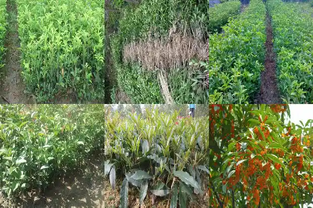 桂花树什么时候浇一次水比较好活1684835176484