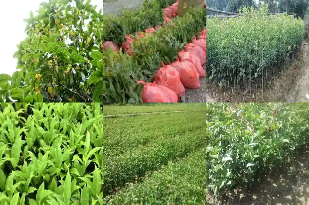 桂花树什么时候浇一次水比较好活1684835176531