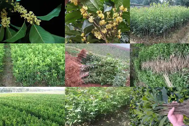 桂花树什么时候浇一次水比较好活1684835176579