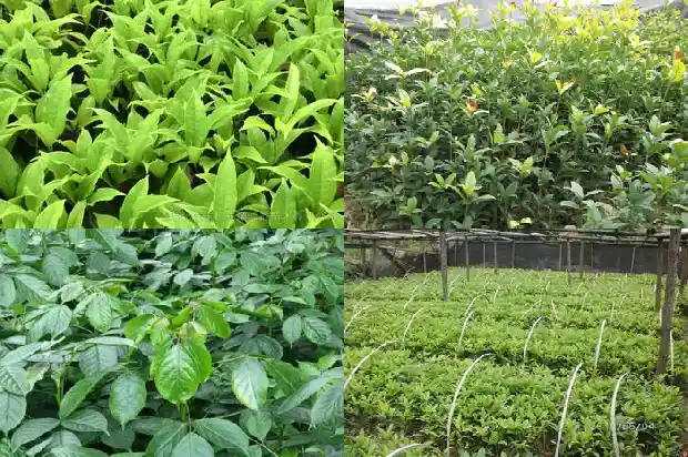 桂花树多少时间浇一次水合适1684835188389