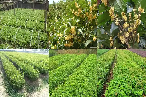 桂花是珍稀植物吗1688435760284