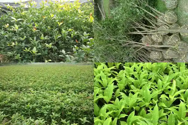 桂花树移栽后几天浇一次水好1684835215930