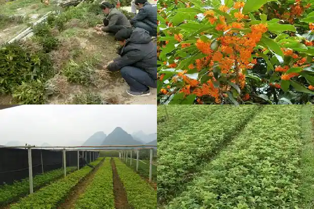 刚移栽的桂花树几天浇一次水1684835227339