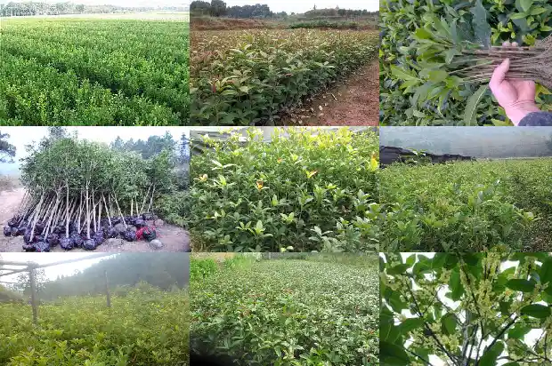桂花几年开一次花1689899674958