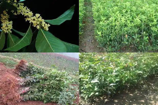 桂花的资料及介绍1688609862679