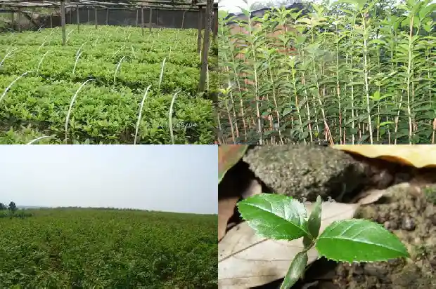 室内桂花树多久浇一次水好呢1684835240013