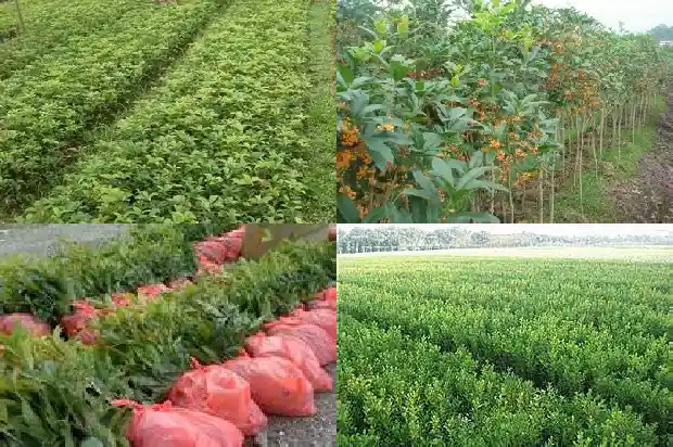 室内桂花树多久浇一次水好呢1684835240060