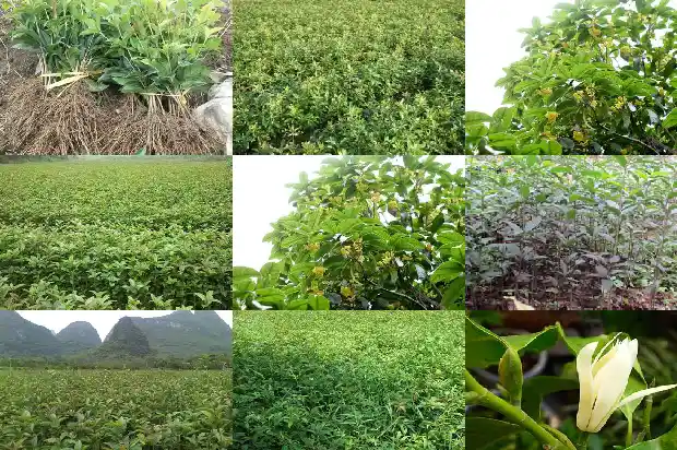 室内桂花树多久浇一次水好养1684835247339