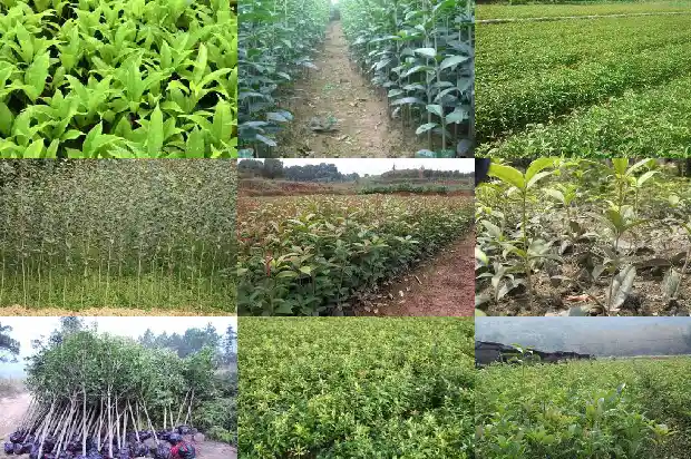 桂花树茶板1688434471544