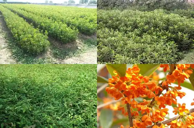 桂花树要每天浇水吗怎么浇1684835257030