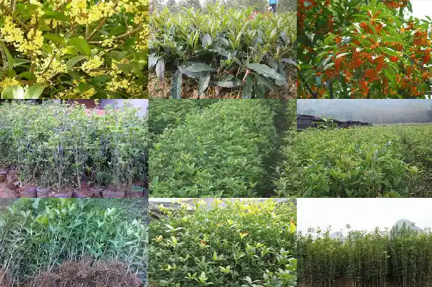 桂花树需要经常浇水吗1684835264638