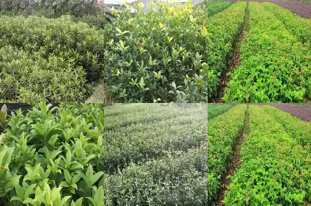 桂花树的尺寸1689726660965