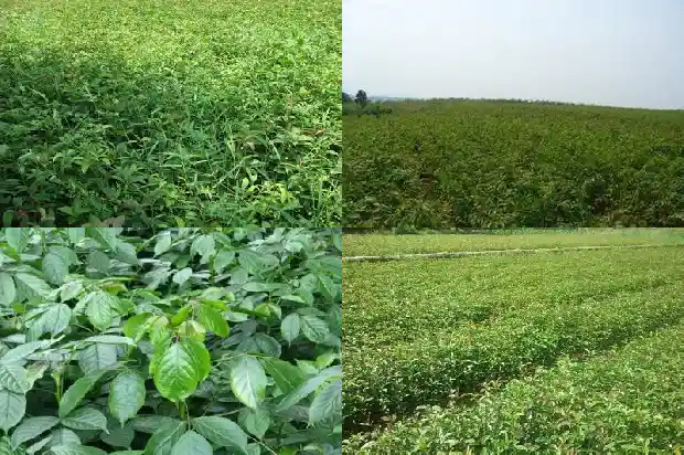 移栽桂花树要浇水吗1684835281758