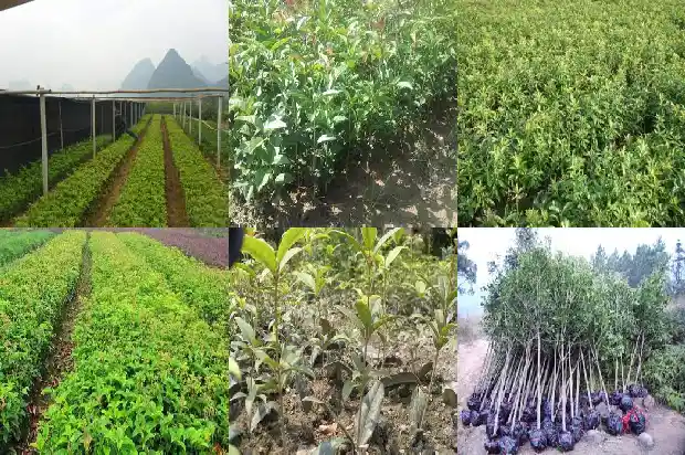 移栽桂花树要浇水吗1684835281803