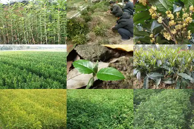 桂花树多少天浇一次水比较好1684835293572
