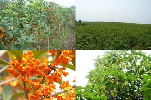 盆栽桂花树几天浇一次水好1684835303106