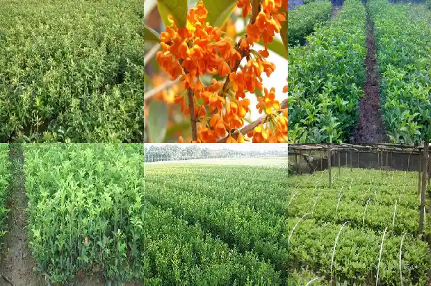 盆栽桂花树几天浇一次水好1684835303199
