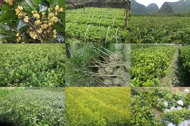 桂花树18公分的周长是1684835310646