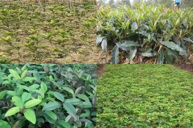 桂花树18公分的周长是1684835310693