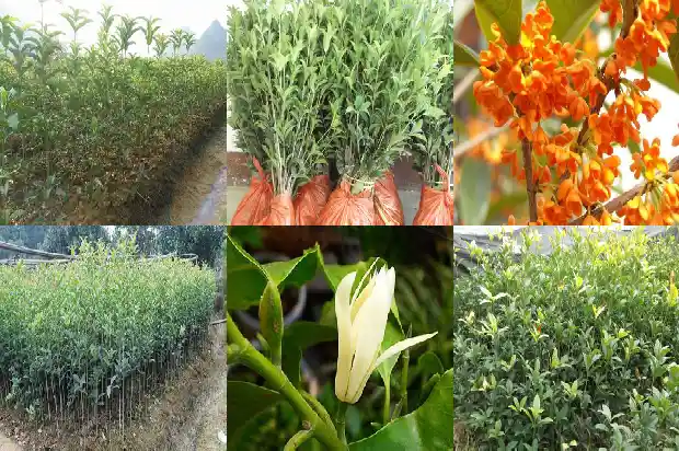 桂花树一般养几年才能开花?1684835317998