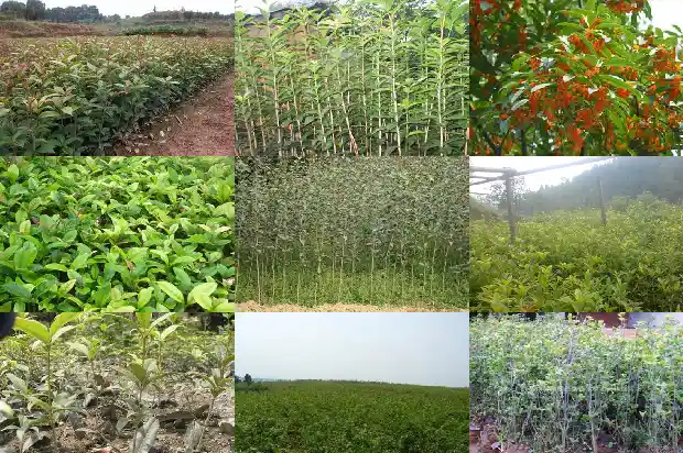桂花树一般养几年才能开花?1684835318045
