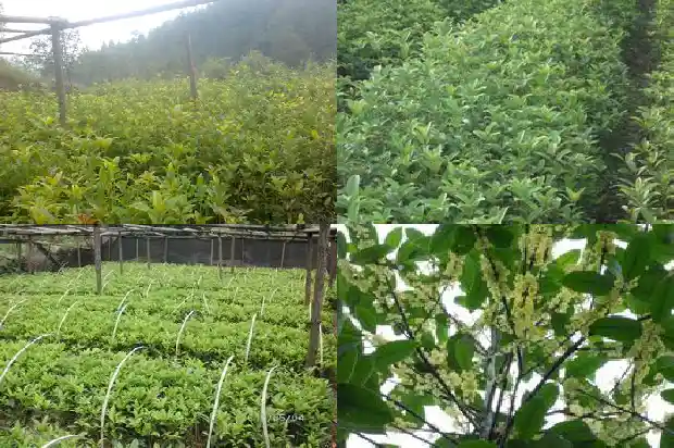 桂花树种下去多久能活起来啊1684973325597