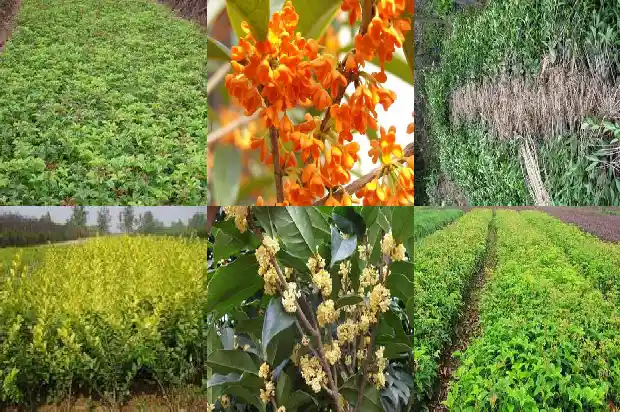 桂花树种下去多久能活起来啊1684973325606