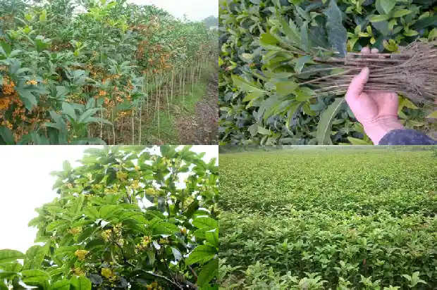 桂花树几年结果最好1684973483750