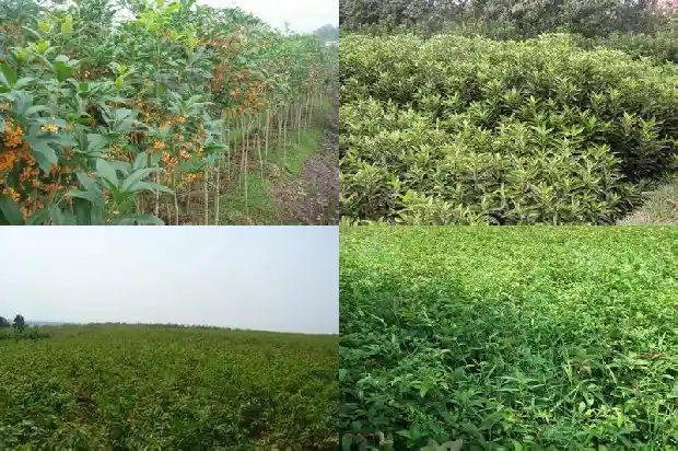 3公分粗的桂花树有几年了啊1690849804483