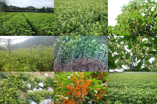 桂花树15公分需要多少年才能开花结果1684973599683