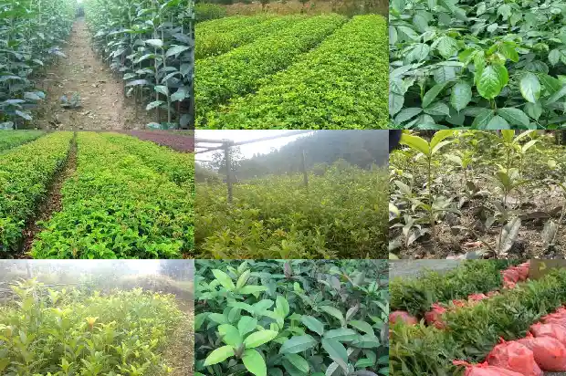 桂花树15公分需要多少年才能开花结果1684973599731
