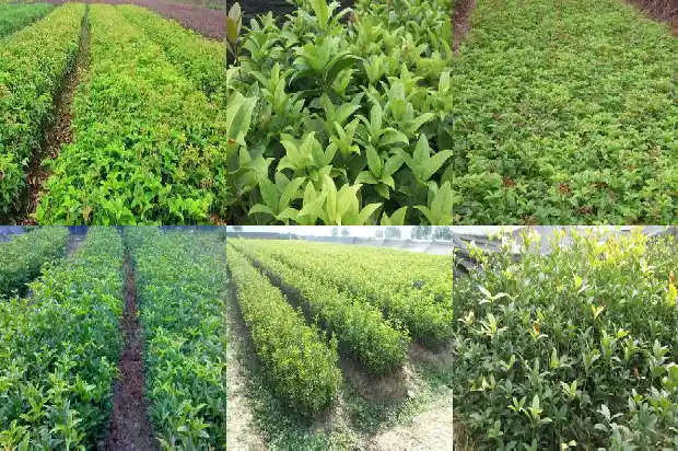 桂花树要多少年才能开花呢1684973651740