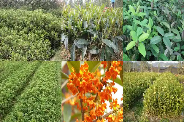 桂花树要多少年才能开花呢1684973651786