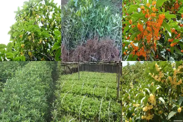 几年的桂花树可以开花结果1684973681999